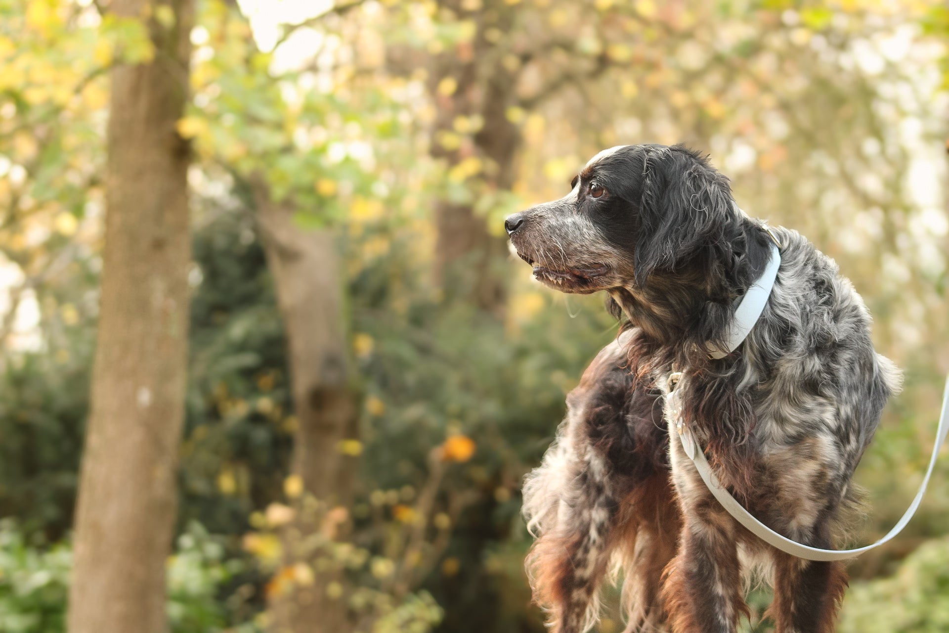 Colliers en Biothane®